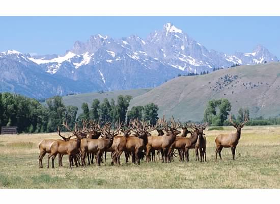 Bull elk grouped on a piece of property slated for more than 200 homes.