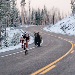 bikers vs grizzly